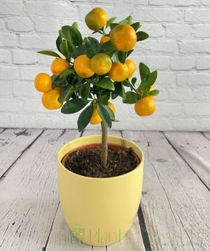 Calamondin
