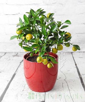 Calamondin with ripening fruits