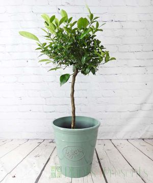 Calamondin stem 2024