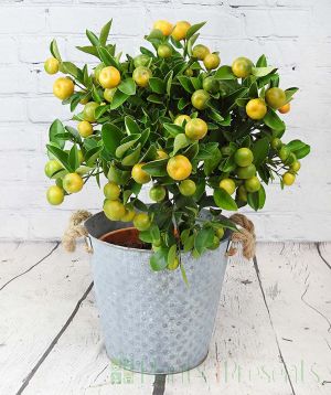 Smaller size large calamondin