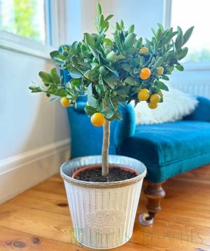 Large Calamondin