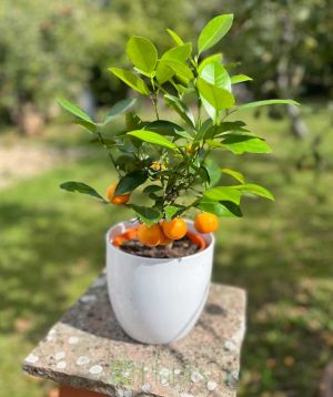 Calamondin 2025