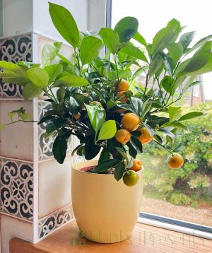 Calamondin windowsill 2025