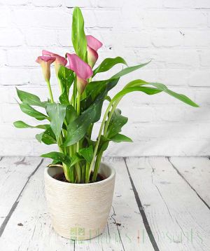 Dark pink calla lily, zantedeschia