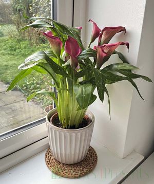 Pin or white calla lily