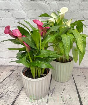 Pin or white calla lily