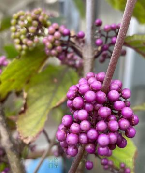 Callicarpa