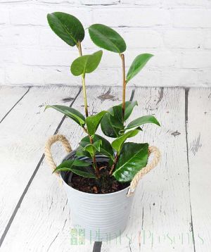 Young Red Camellia