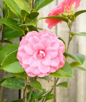 Happy Birthday Camellia Flower