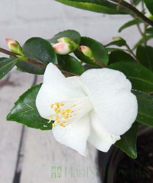 Camellia Transnokoensis bloom