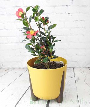 Large Festive Camellia