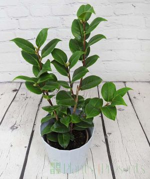 Red Camellia