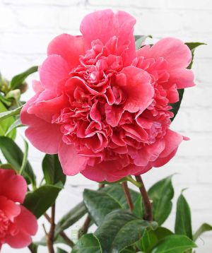 Camellia Anticipation (Pink)