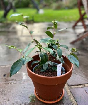 Camellia Ackerman