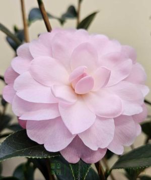 Happy Birthday Camellia