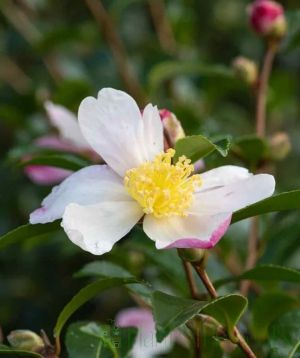 Camellia Sasanqua 'Rainbow'