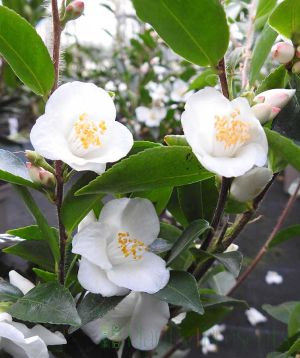 Camellia Transnokoensis bloom