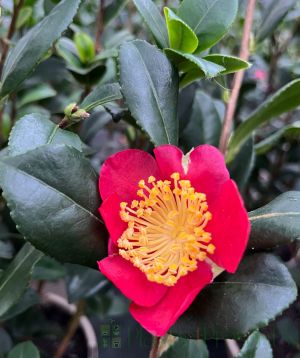 Festive yuletide camellia