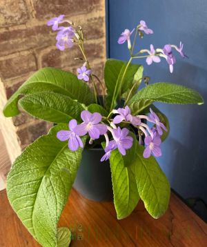 Pale Blue Cape Primrose