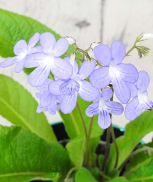 Pale Blue Cape Primrose