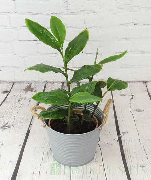 Cardamom                 