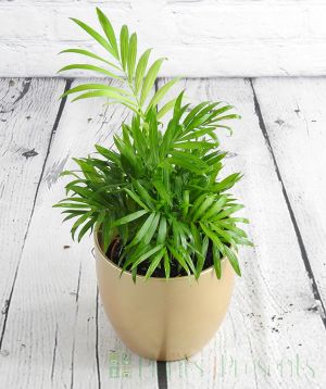 Parlour palm plant