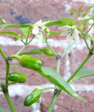 Chilli plant flowers