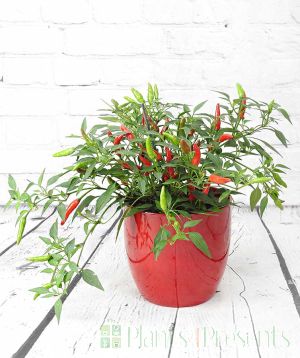 Quickfire Chilli in Red Pot