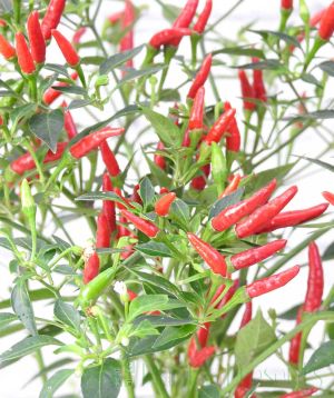 Thai Demon chilli