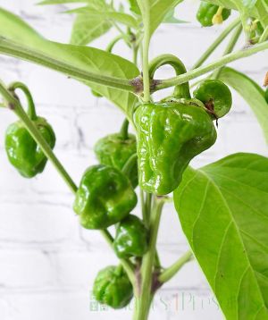 Scotch Bonnet Ripening fruits