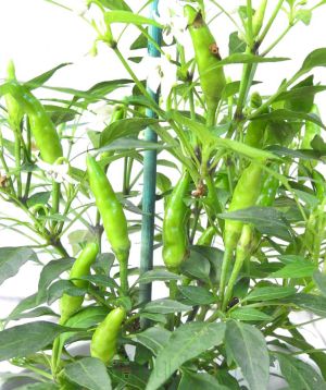 Quickfire chilli fruits