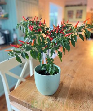 Basket of Fire Chilli