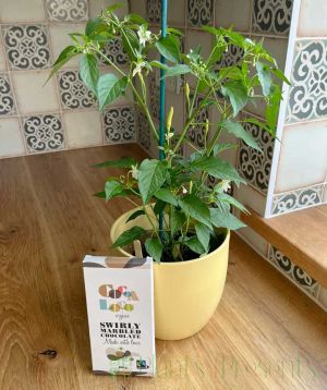 Chilli plant gift set