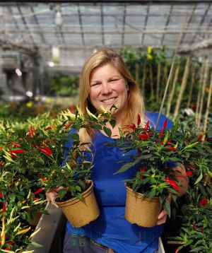 Pair of chilli plants