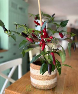 Pot Black Chilli Plant
