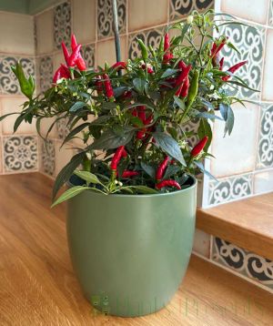 Quickfire Chilli with ripening fruits