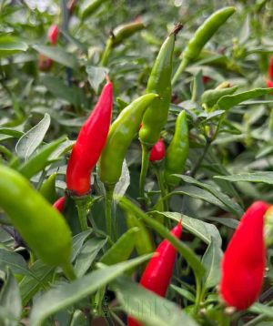 Quickfire chillies July