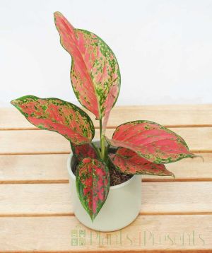 Pink Chinese Evergreen