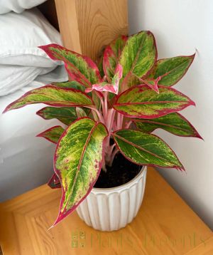 Pink Chinese evergreen