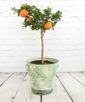 Large Chinotto with ripe fruit