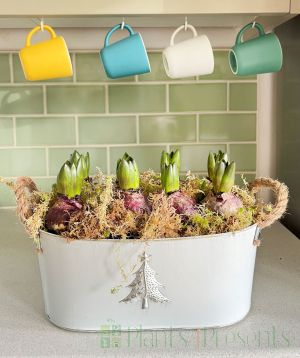 Large Indoor Christmas hyacinths planter