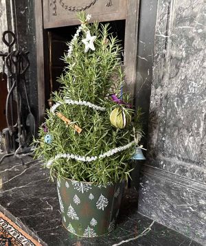xmas rosemary