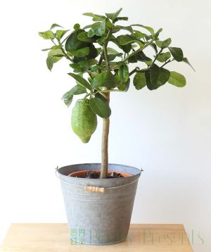 Citron
