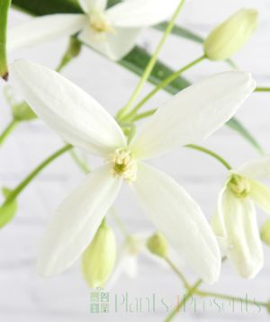 Clematis Armandii flower