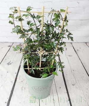 White Avalanche Clematis