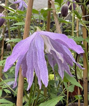 Clematis Jan Lindmark