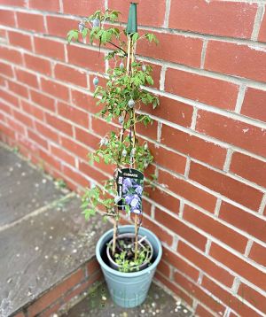 Clematis Wesselton March Flower buds
