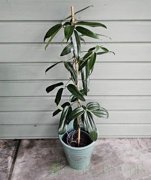 Clematis Armandii December 2025 Forming flower buds