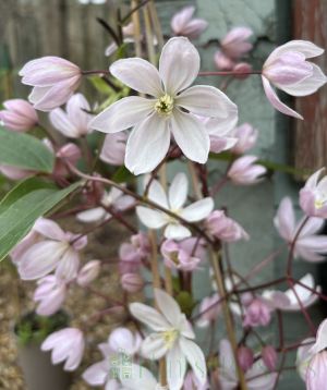 Clematis Armandii flowers March 2025