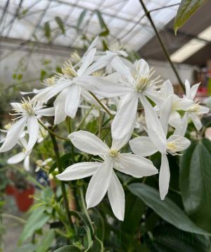 Clematis Armandii flower